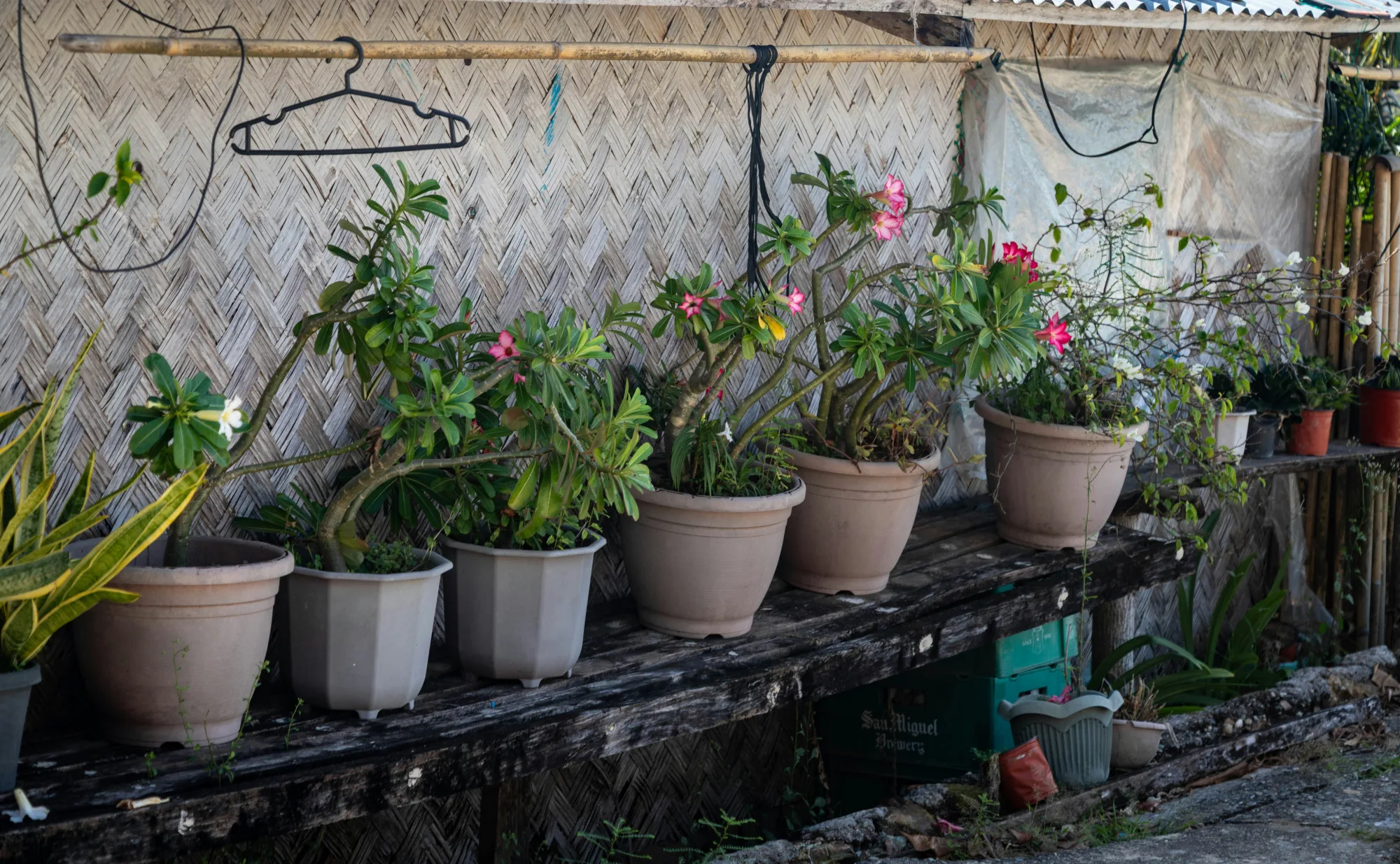Pflanzen im Innenbereich